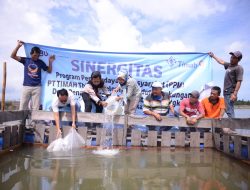 Kelompok Lingkungan Bangka Hijau Sulap Kolong Bekas Tambang Jadi Budidaya Kakap Putih