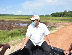 Gubernur Erzaldi Telusuri Penyebab Keracunan Padi di Sawah Batu Betumpang