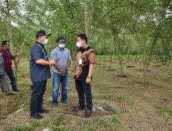 Balai Benih Pertanian Air Pelempang Siap Ditanami Porang
