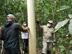Ini Kata Gubernur Babel Tentang Rekayasa Okulasi