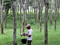 Harga Karet Bangka Tembus Diharga 7 Ribu Perkilo