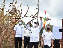 Ratusan Masyarakat Iringi Gubernur Babel Panen Sorgum