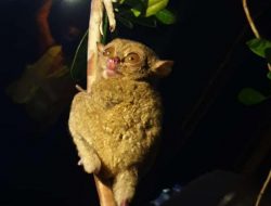 Tarsius, Satwa Langka Belitung Curi Perhatian Menteri Sandiaga Uno