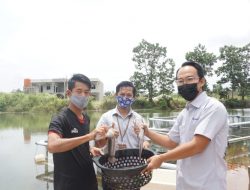 Budidaya Ikan Tawar di Lahan Bekas Tambang, Pesantren Ibnu Sabil Panen Ikan Lele