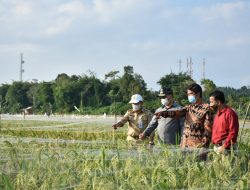 Menuju Pertanian Modern, Gubernur Babel Tinjau Sawah Namang