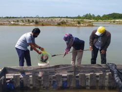 Dibina PT Timah, Kelompok Lingkungan Bangka Hijau Panen Kakap Putih 300 Kg
