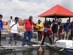 Gerakkan Ekonomi Masyarakat, PT Timah Bersama Pokdakan Pesona Cahaya Lestari Budidayakan Kakap Putih