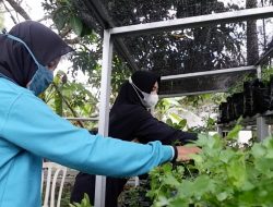 Kembangkan Eco Village,  PT Timah Gandeng Hatinya PKK Kelurahan Sri Menanti