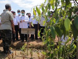 Harga Lada Bangka Belitung Kian Meroket