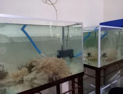 Perkaya Populasi Cumi, PT Timah akan Melepas Anakan Cumi ke Laut