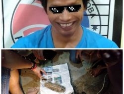 Resnarkoba Basel Gagalkan Ganja Siap Edar di Toboali