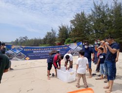 Dosen UBB Sebut Tingkat Keberhasilan Penetasan Cumi Capai 80 Persen