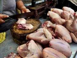 Solusi Pedagang, BUMD Saja Buat Peternakan Ayam Lokal