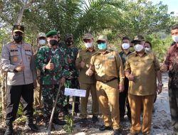 Tanaman Hutan Rakyat, Solusi Atasi Dampak Penambangan Ilegal di Babel
