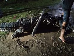 Penambang TI Tungau di Kolong TPA Desa Kepoh Jadi Korban Amukan Buaya