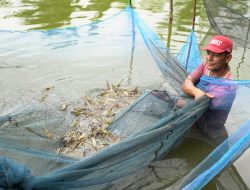 Program PPM PT Timah, Pokdakan Selepuk Indah Panen Udang Galah
