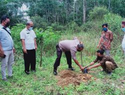 Desa Belo Laut Dapat 3000 Bibit Durian Namlung
