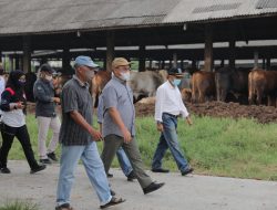 Berhasil Kelola Ribuan Sapi, Gubernur Erzaldi Berguru ke Mat Aji