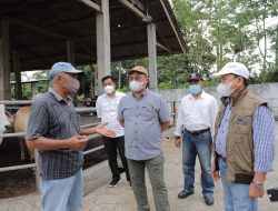 Gubernur Erzaldi Jajaki Pembiakan Sapi Australia