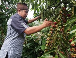 Jadi Mitra Binaan PT Timah, Sumardi Gencarkan Pemasaran Kopi Petaling
