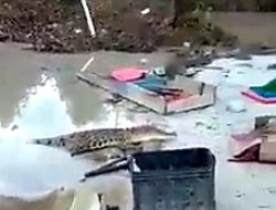 Video: Buaya Liar Kembali “Teror” Penambang TI Tungau di Sungai Pukang Kikir Nyelanding