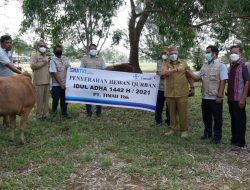 PT Timah Salurkan 30 Ekor Sapi di Bangka Barat