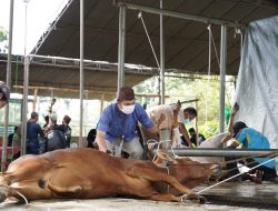 PT Timah Berbagi 226 Ekor Hewan Kurban di Wilayah Operasional