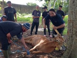 Pokja Wartawan Pangkalpinang Potong 1 Ekor Sapi dari Walikota