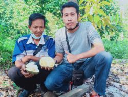 Kisah Kakak Beradik dari Desa Pangek, Pengoleksi Varietas Durian Unggulan