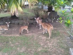 Walikota Pangkalpinang Bersedih, si Bonang Rusa Kesayangannya Mati