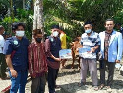 Bersama KRT, BKPRMI Bangka Sembelih Lima Ekor Hewan Qurban