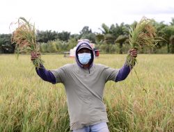 Jadi Mitra Binaan PT Timah, Iman Qolbi Manfaatkan Peluang Usaha Pertanian di Desa Rias