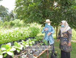 Manfaatkan Halaman Rumah, Warga Desa Sungai Padang Tanam Toga dan Sayur-Mayur