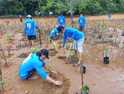 Kelompok Nelayan Jaya Mandiri Bersama PT Timah Tanam 1000 Mangrove di Pantai Sungai Baru Muntok