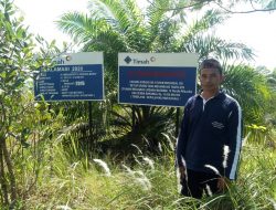 Manfaatkan Lahan Bekas Tambang PT Timah Tbk, Pengurus Masjid Darussalam Desa Pangek Miliki Kebun Sawit