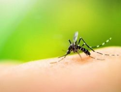 Waspada Musim Penghujan, Dinkes Bangka Prediksi Adanya Kenaikan Kasus DBD