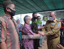 Gubernur Serahkan 1.000 Bibit Alpukat Roro untuk Masyarakat Bangka