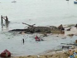 Buaya Empat Meter Teror Warga Kampung Nelayan Toboali