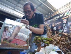 Berawal dari Hobi Ujang Sukses Geluti Usaha Aquascape, Makin Pede Setelah Jadi Mitra Binaan PT Timah Tbk