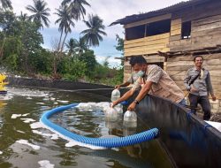Gerakkan Ekonomi Masyarakat, PT Timah Serahkan 500 Ribu Ekor Benur Udang Vaname ke Koperasi Produsen Putra Samudra Desa Bakit