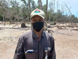 Sudah 5 Hektare Bakau Belo Laut Dibabat Penambang