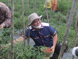 Panen Cabai Bersama Petani, Molen Harap Petani Bisa Survive