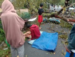 Apes! Seorang Pemuda Seruduk Pohon Tumbang