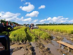 Target Produksi Padi Tahun 2022 Turun ke 27 Ribu Ton Pertahun