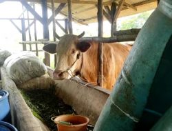 7 Sapi di Bangka Barat Positif PMK