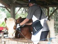 Ratusan Sapi di Bangka Terjangkit PMK