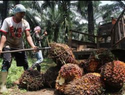 Per Hari Ini, Harga TBS Sawit di Bangka Capai 2.200 hingga 2.330 Per Kilogram