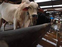 Sapi PMK di Bangka Barat Sudah Sembuh