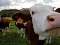 Gegara PMK, Iduladha di Babar Tahun Ini Bakal Kekurangan Sapi