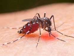 Dinkes Bangka Catat 98 Kasus DBD, 1 Orang Meninggal Dunia